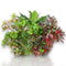 Looking for a way to add some life and color to your aquarium? Check out our assorted combo Aquarium Plants Packages [Grower's Choice]! Our packages contain a mix of 6 different aquatic plants, carefully selected by our expert growers for their hardiness, color, and aesthetic appeal. We offer a variety of plant species in each package, including popular options like Bacopa, Ludwigia, Rotala, Cryptocoryne, Vallisneria, Hygrophila, and more.