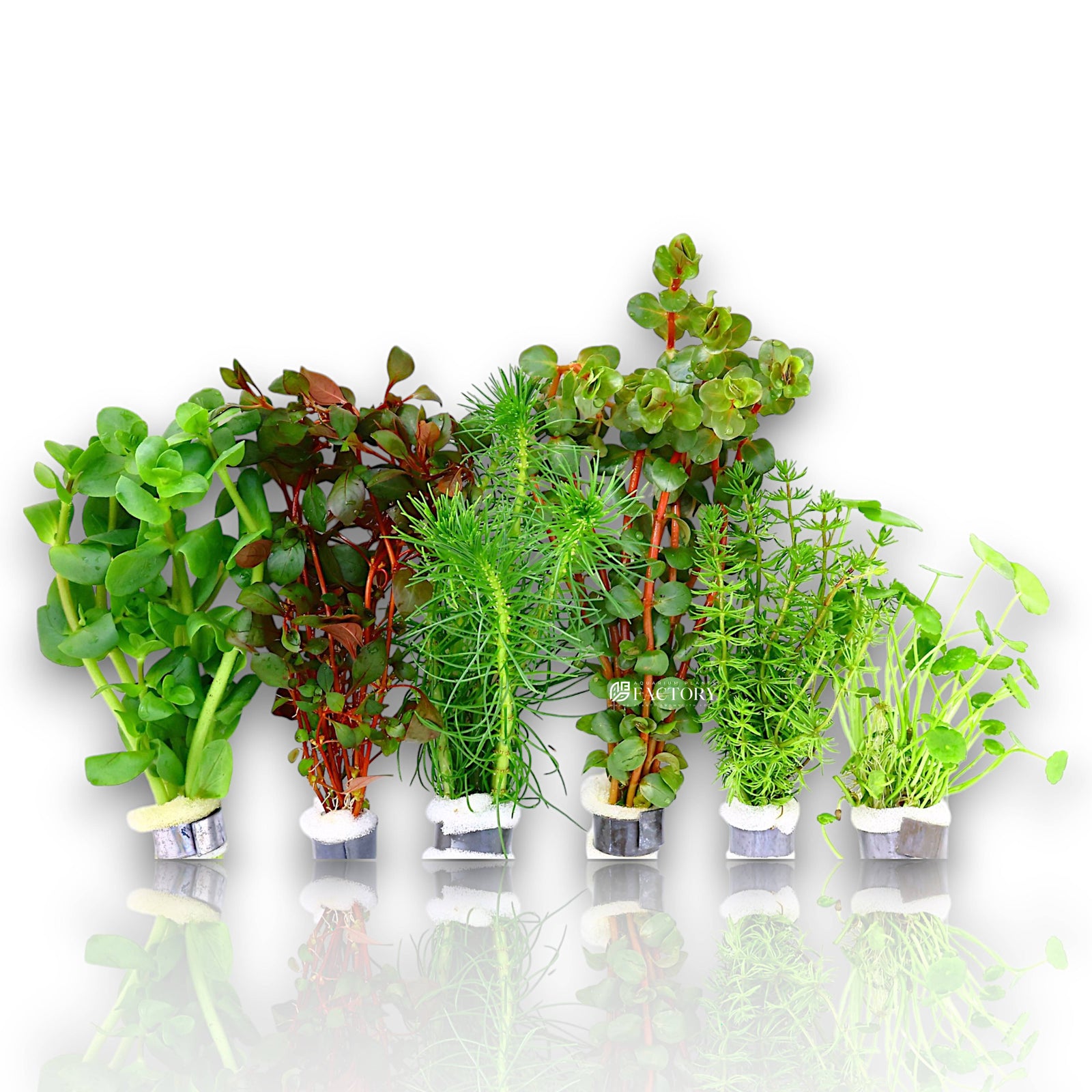 A colorful mix of 6 assorted aquarium plant species ready for planting