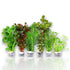 A colorful mix of 6 assorted aquarium plant species ready for planting
