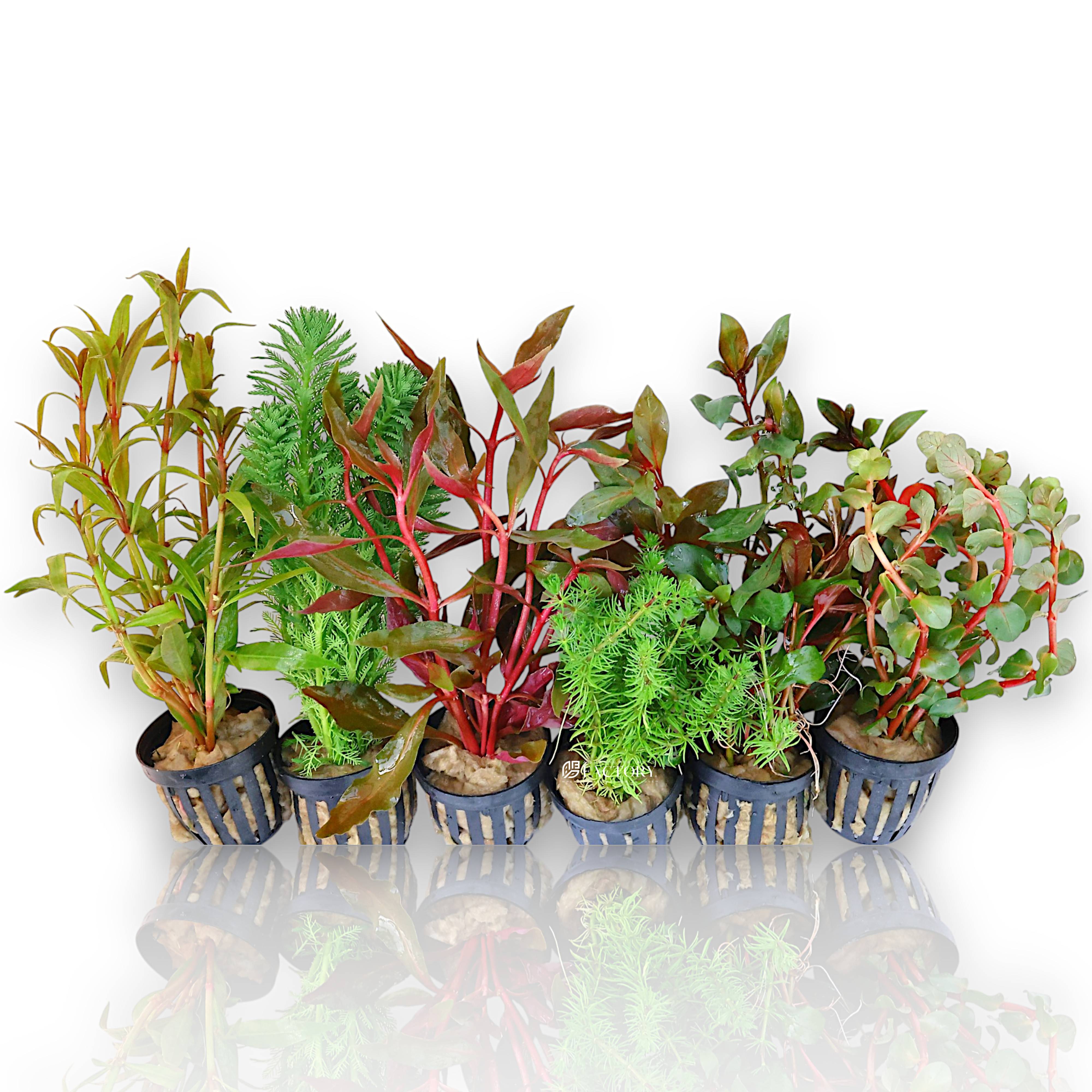 Assorted potted aquarium plants in net pots with vibrant foliage variety

