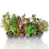 Assorted potted aquarium plants in net pots with vibrant foliage variety

