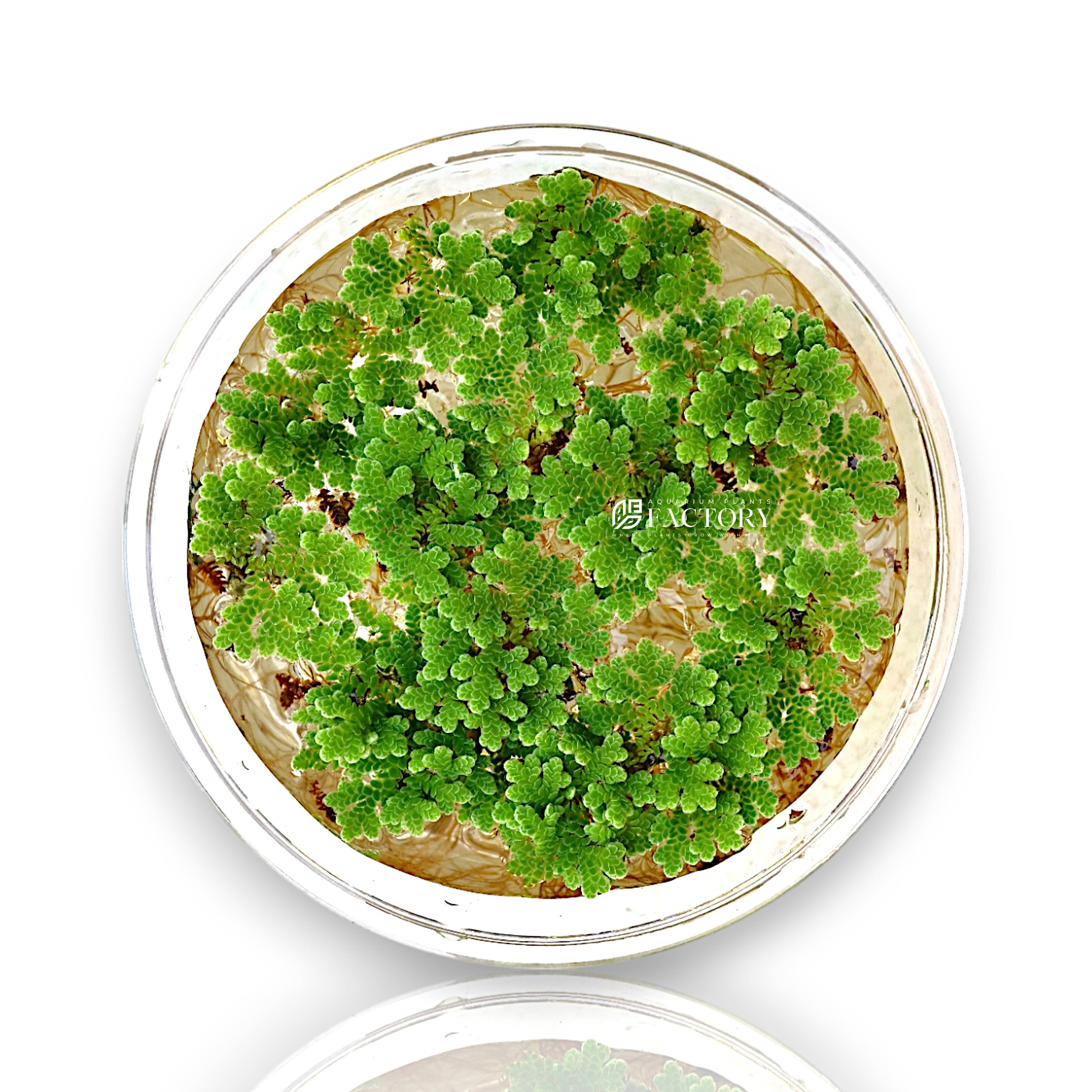 Close-up of Azolla caroliniana with tiny overlapping leaves in a calm aquarium