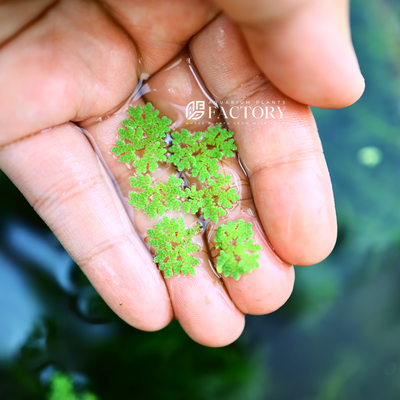 One of the notable features of Azolla is its unique growth habit. It forms small floating clusters or mats on the water's surface, creating a green carpet-like appearance. The plant consists of tiny, scale-like leaves that are densely packed together, providing a visually appealing texture.