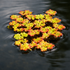 Azolla Red Azolla filiculoides close-up of small floating plants