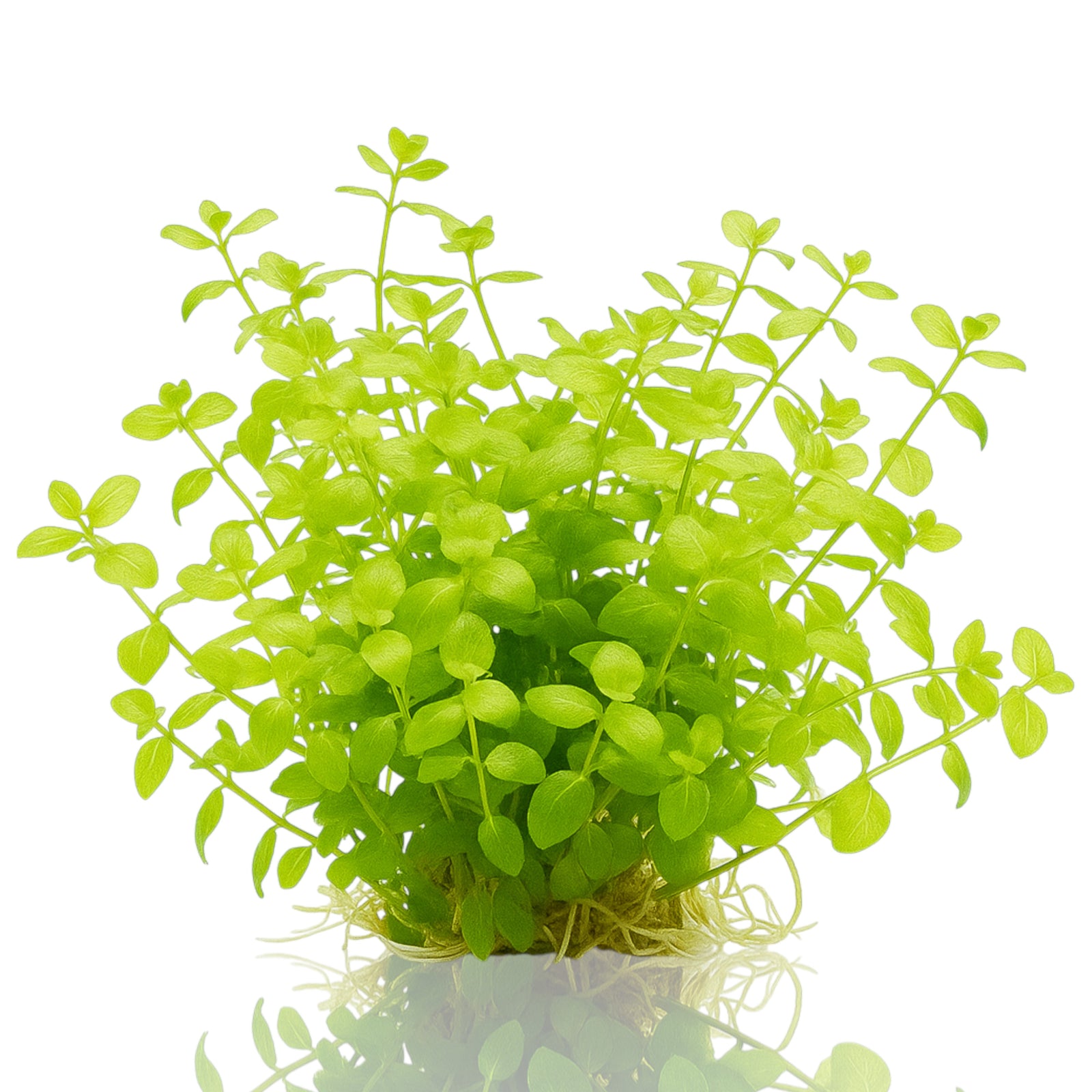 Bacopa australis stems with bright light-green leaves