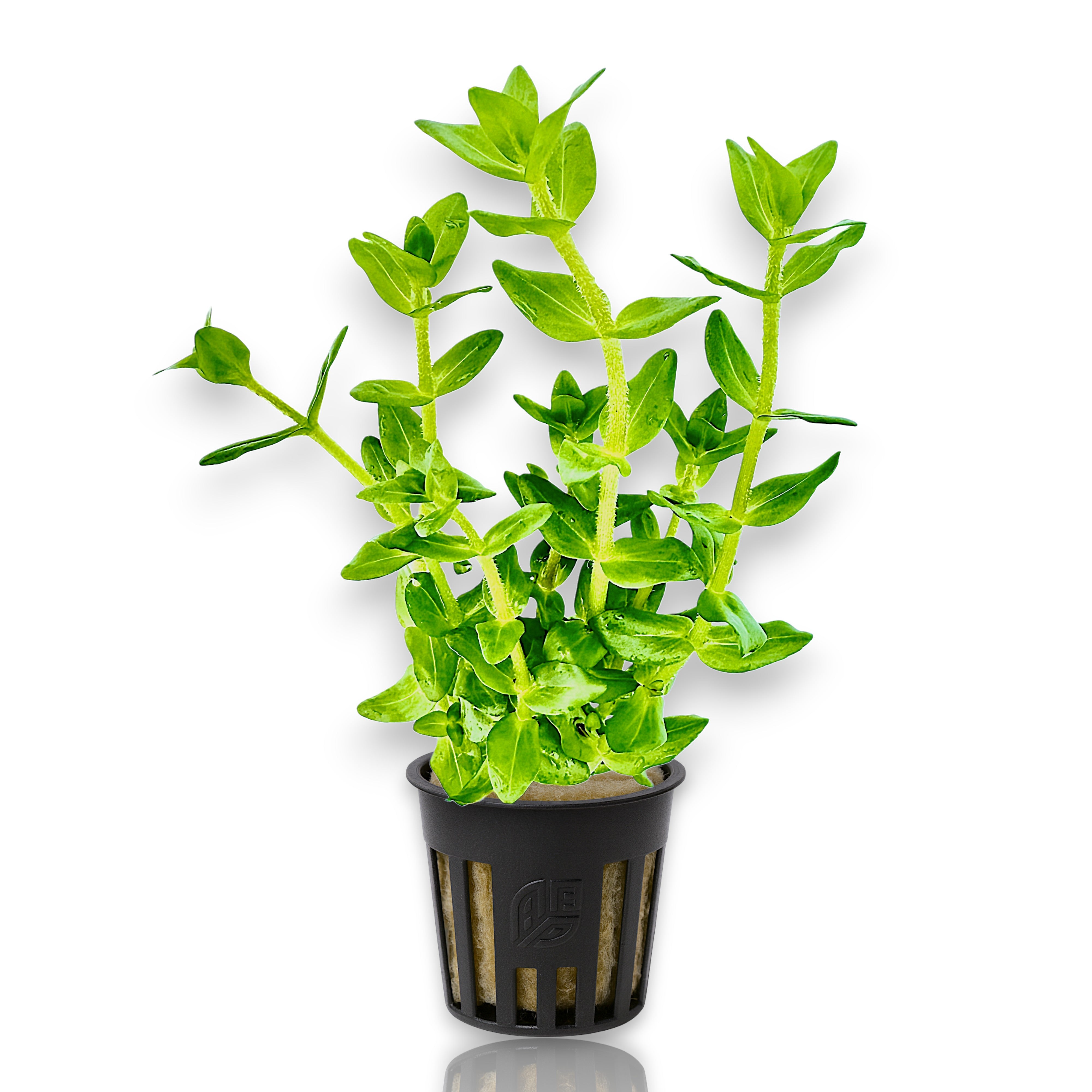 Potted Bacopa caroliniana with sturdy upright stems and lush green leaves in rockwool net pot.
