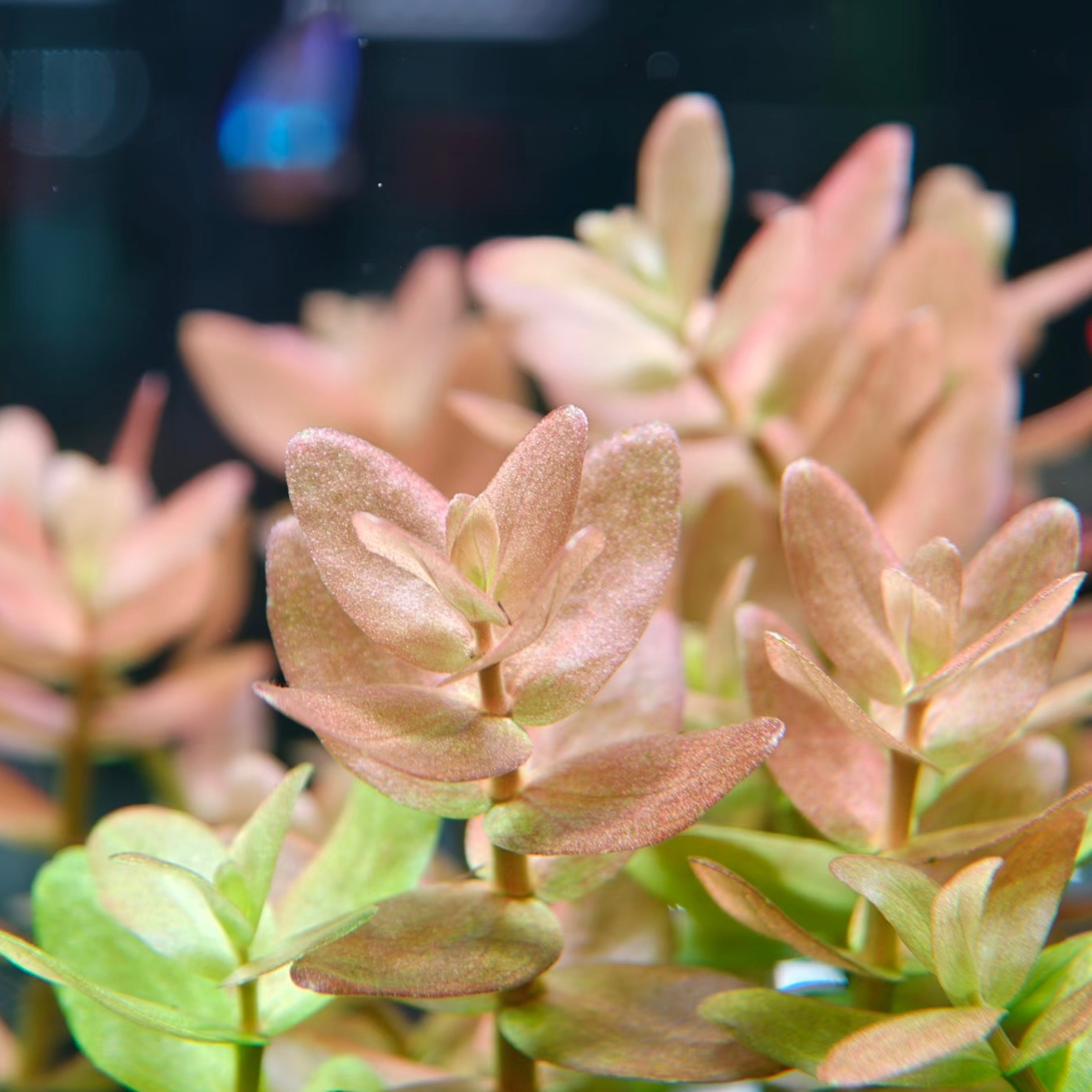 Bacopa caroliniana pearling under medium light in a CO2-enriched aquarium