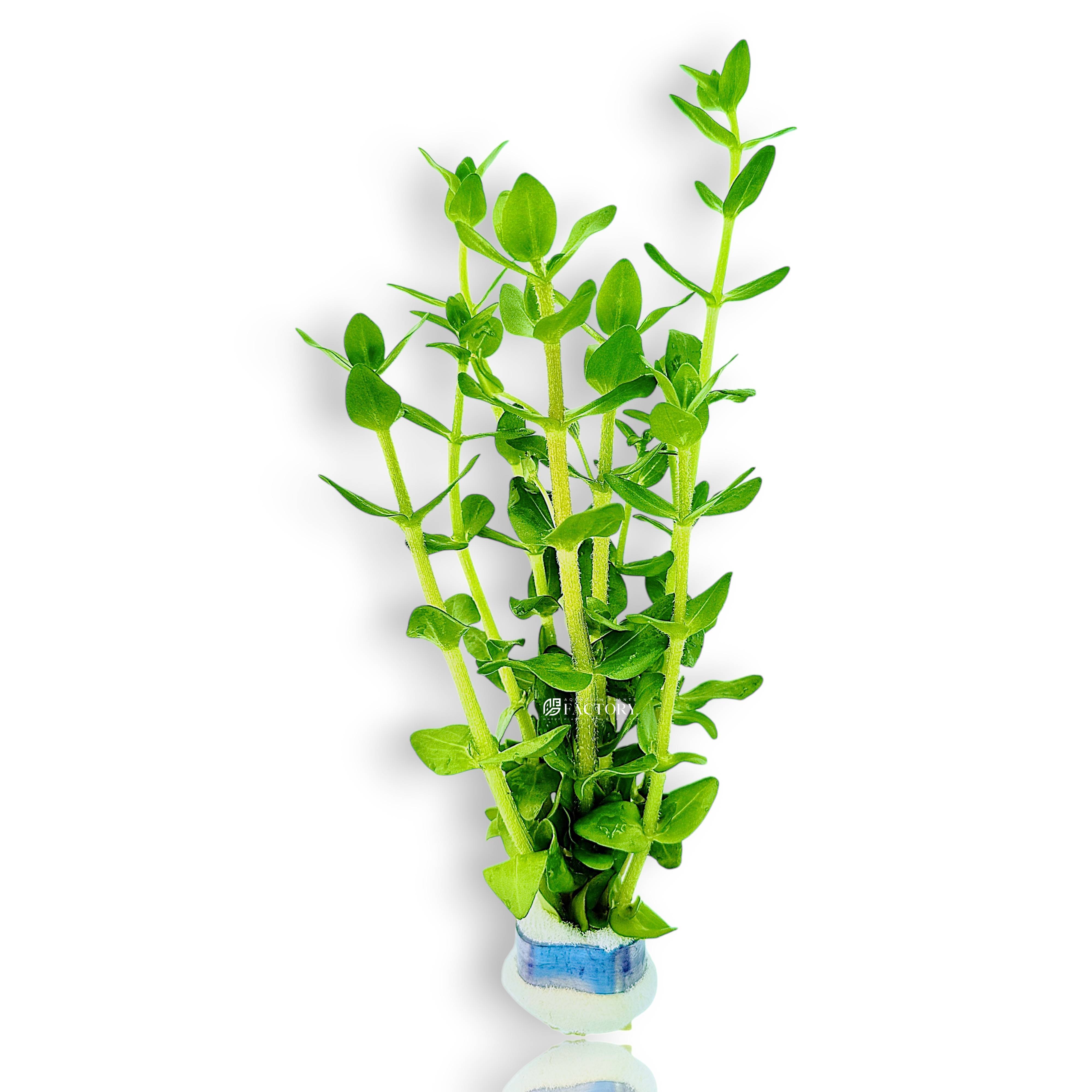 Bacopa caroliniana aquarium plant with thick green oval leaves growing in a freshwater tank.