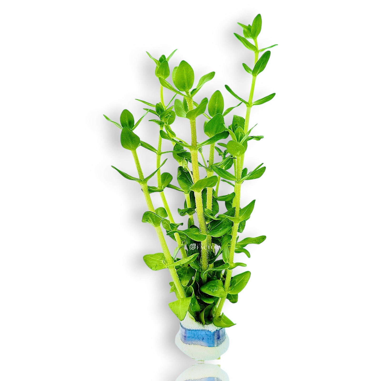 Bacopa caroliniana aquarium plant with thick green oval leaves growing in a freshwater tank.