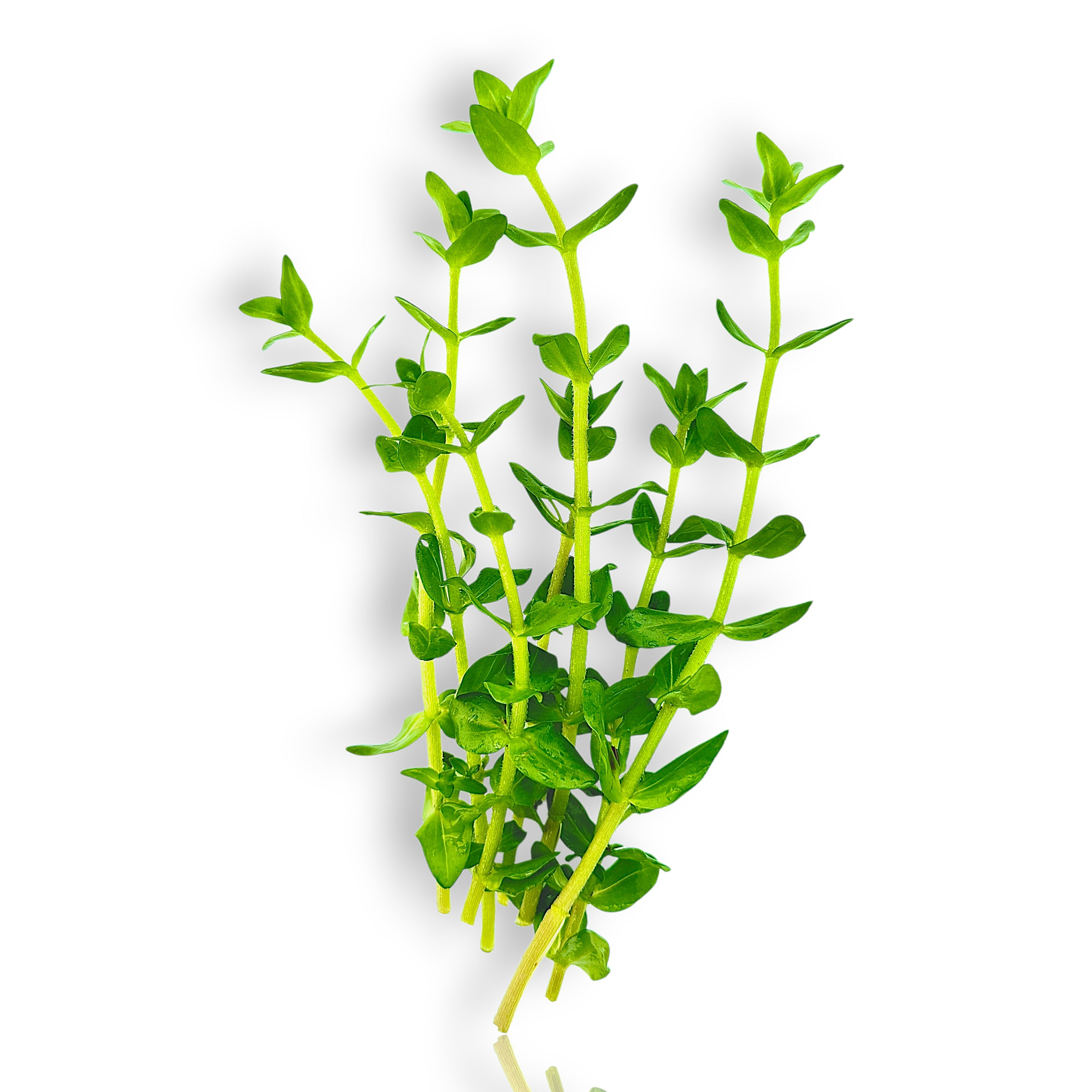 Close-up of Bacopa caroliniana stems showing vibrant green foliage under aquarium lighting.