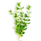 Close-up of Bacopa caroliniana stems showing vibrant green foliage under aquarium lighting.