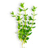 Close-up of Bacopa caroliniana stems showing vibrant green foliage under aquarium lighting.