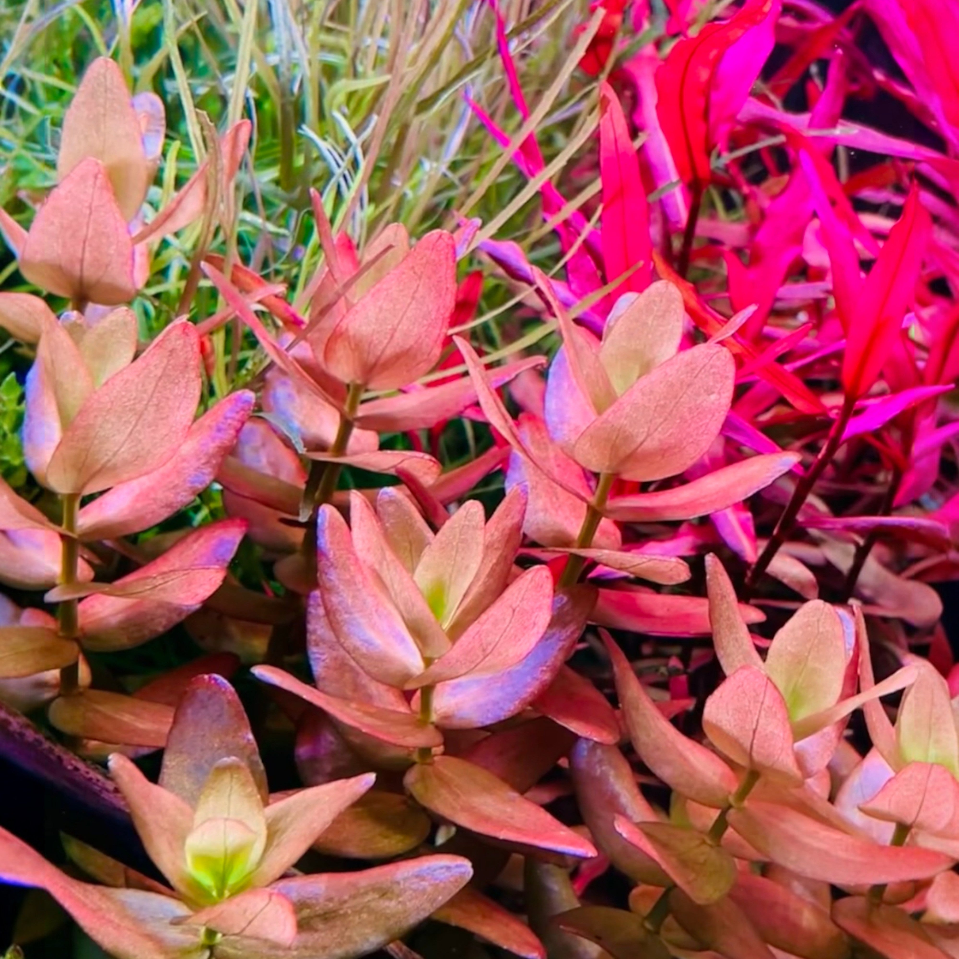 Dense Bacopa caroliniana hedge providing texture in a community aquarium