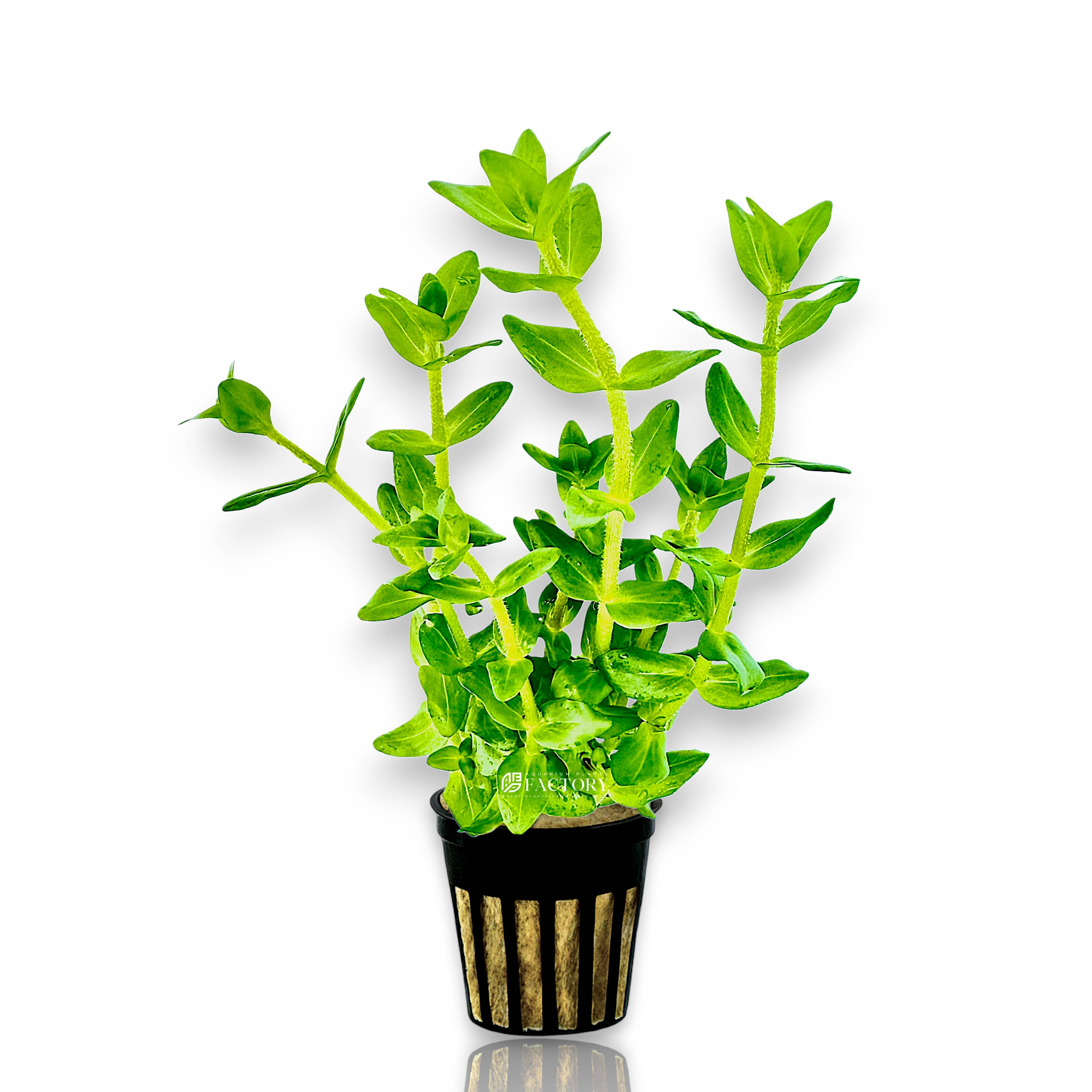 Potted Bacopa caroliniana with sturdy upright stems and lush green leaves in rockwool net pot.