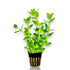 Potted Bacopa caroliniana with sturdy upright stems and lush green leaves in rockwool net pot.