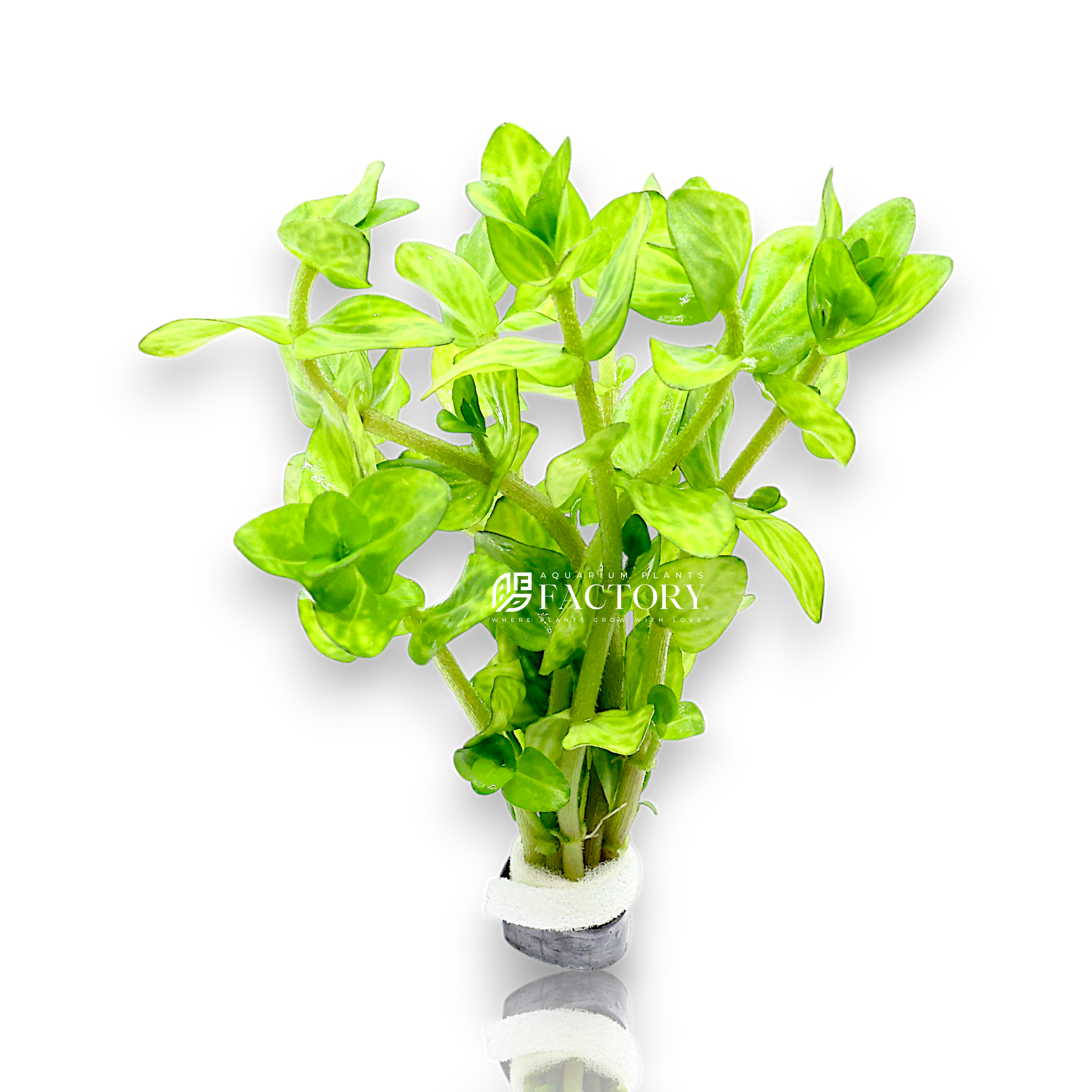 A bundled Bacopa caroliniana ‘Variegated’ with lush green leaves accented by creamy white variegation. The stems are neatly gathered, ready for planting in a freshwater aquarium to create a vibrant midground or background display.