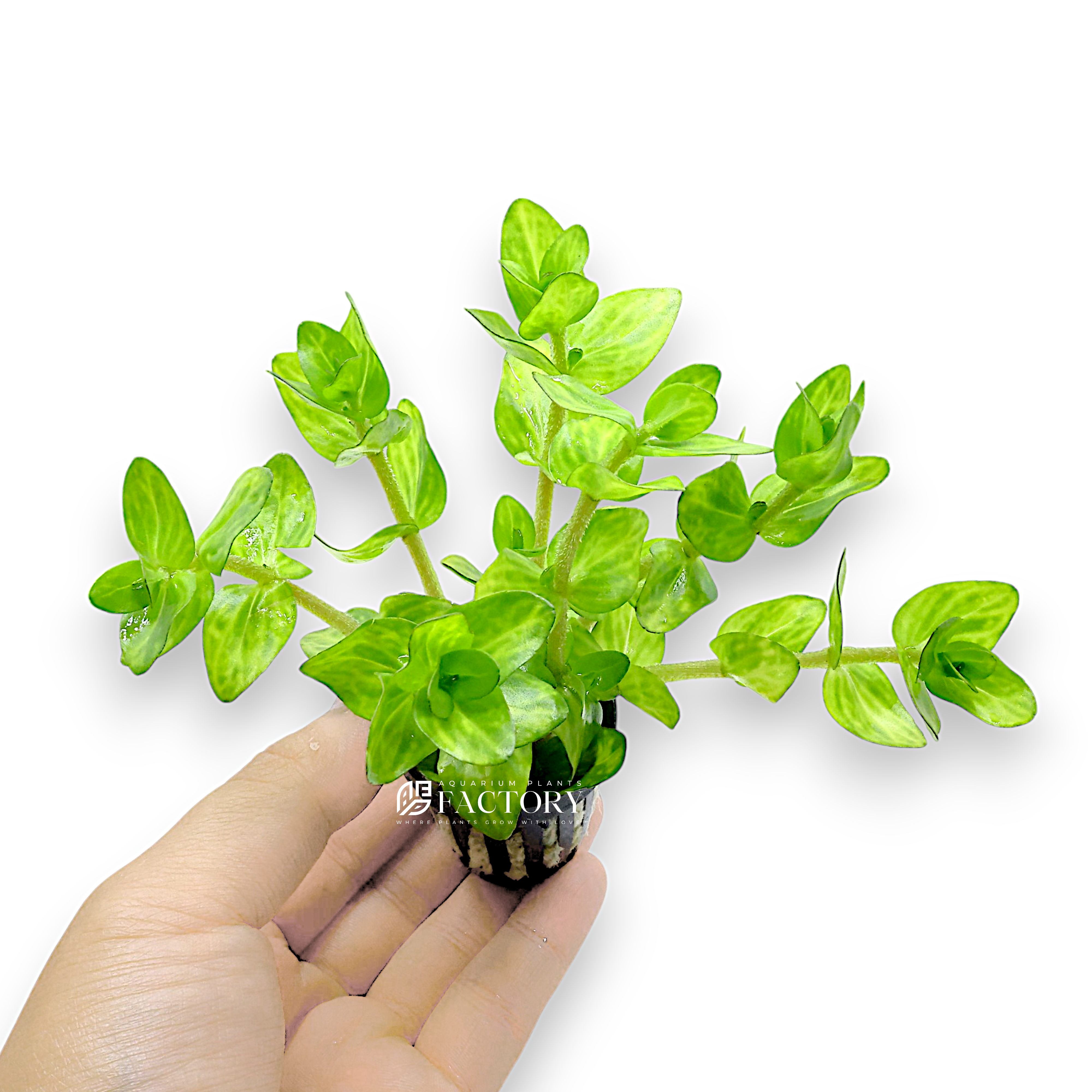 Alt Text: A potted Bacopa caroliniana ‘Variegated’, featuring vibrant green leaves with striking creamy white variegation. The plant is growing upright in a small pot, making it ideal for midground to background placement in freshwater aquariums.