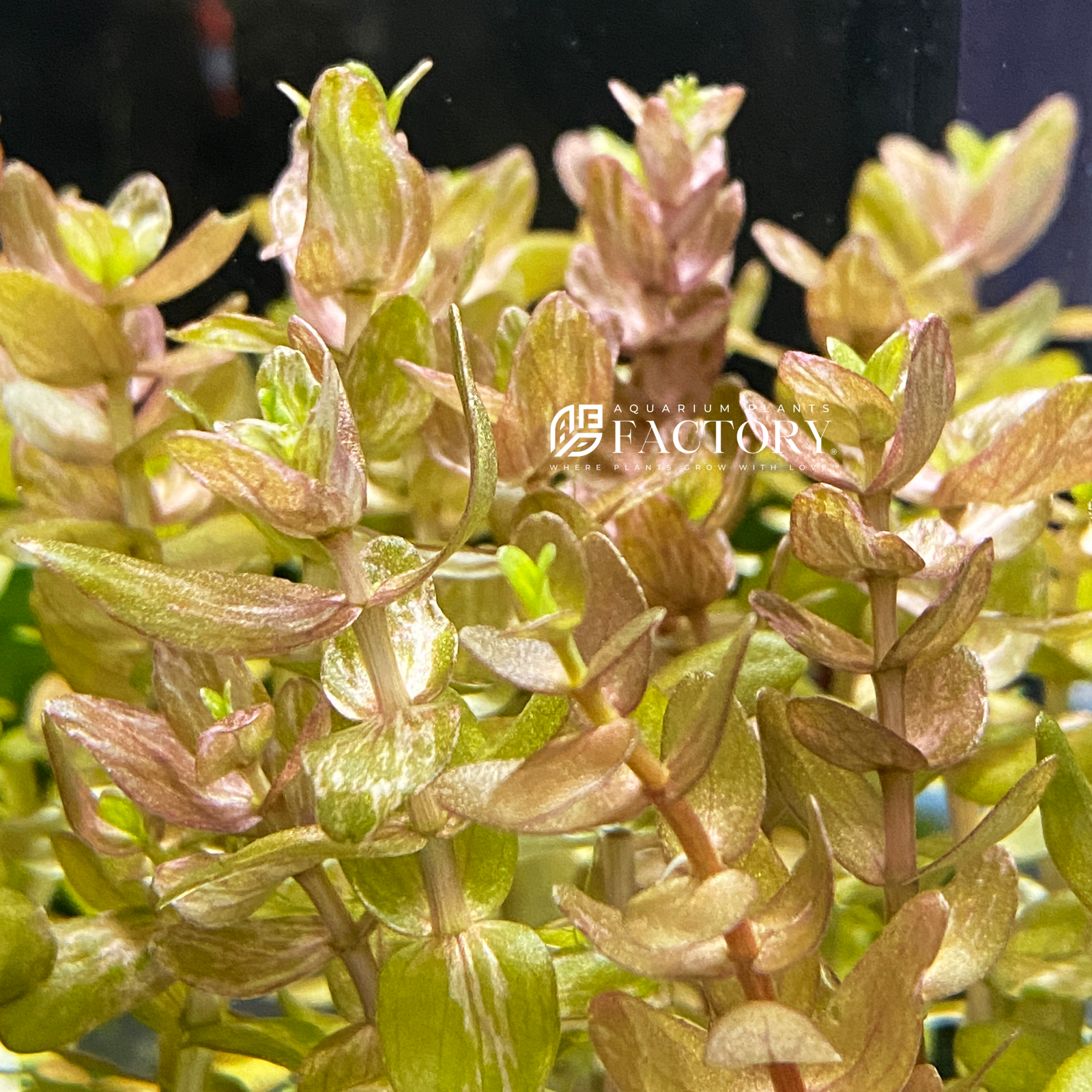 Bacopa caroliniana ‘Variegated’ is a rare and striking variant of the classic Bacopa caroliniana, known for its beautiful green leaves marbled with creamy white variegation. This unique coloration adds a delicate and vibrant contrast to planted aquariums, making it an eye-catching choice for aquascaping enthusiasts. Like its non-variegated counterpart, it is hardy and easy to care for, making it suitable for both beginners and experienced aquarists.