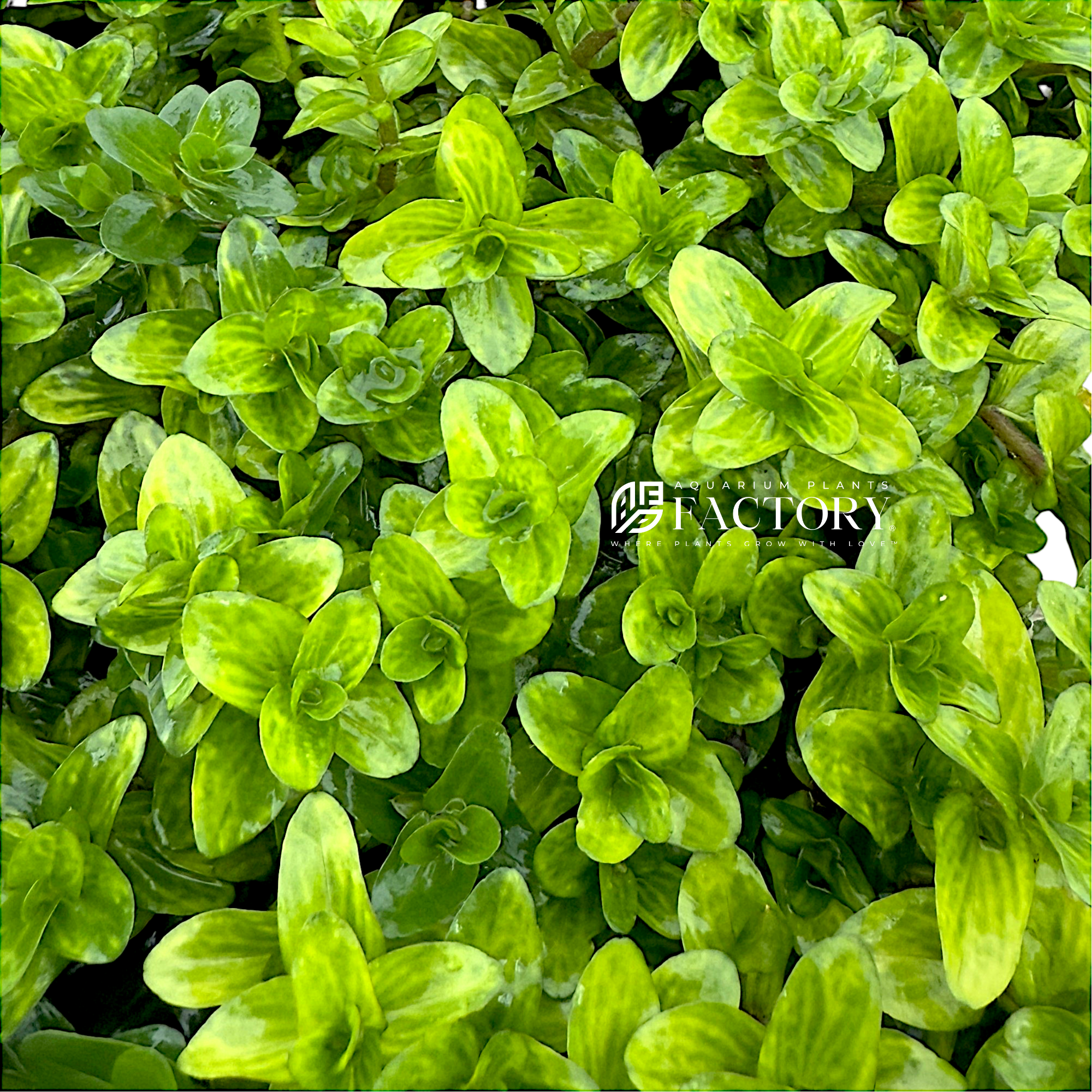 A close-up of Bacopa caroliniana ‘Variegated’, a vibrant aquatic stem plant with green leaves marbled with creamy white variegation. The plant grows upright, making it ideal for midground to background placement in freshwater aquariums.