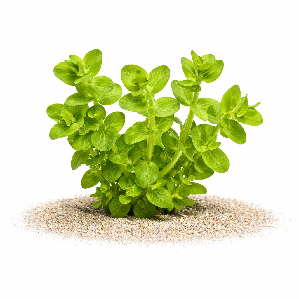 Bacopa lanigera ‘Variegata’ aquarium stem plant with round light green variegated leaves growing in aquarium substrate, isolated on white background.
