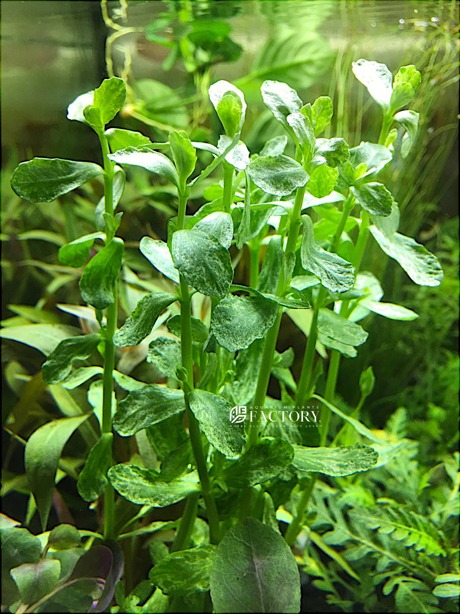 Bacopa monnieri 'Marble' is a striking new hybrid of the well-loved Bacopa monnieri, distinguished by its unique marbled leaves. This aquatic plant is a captivating addition to any aquarium, offering a blend of aesthetic appeal and beneficial properties.