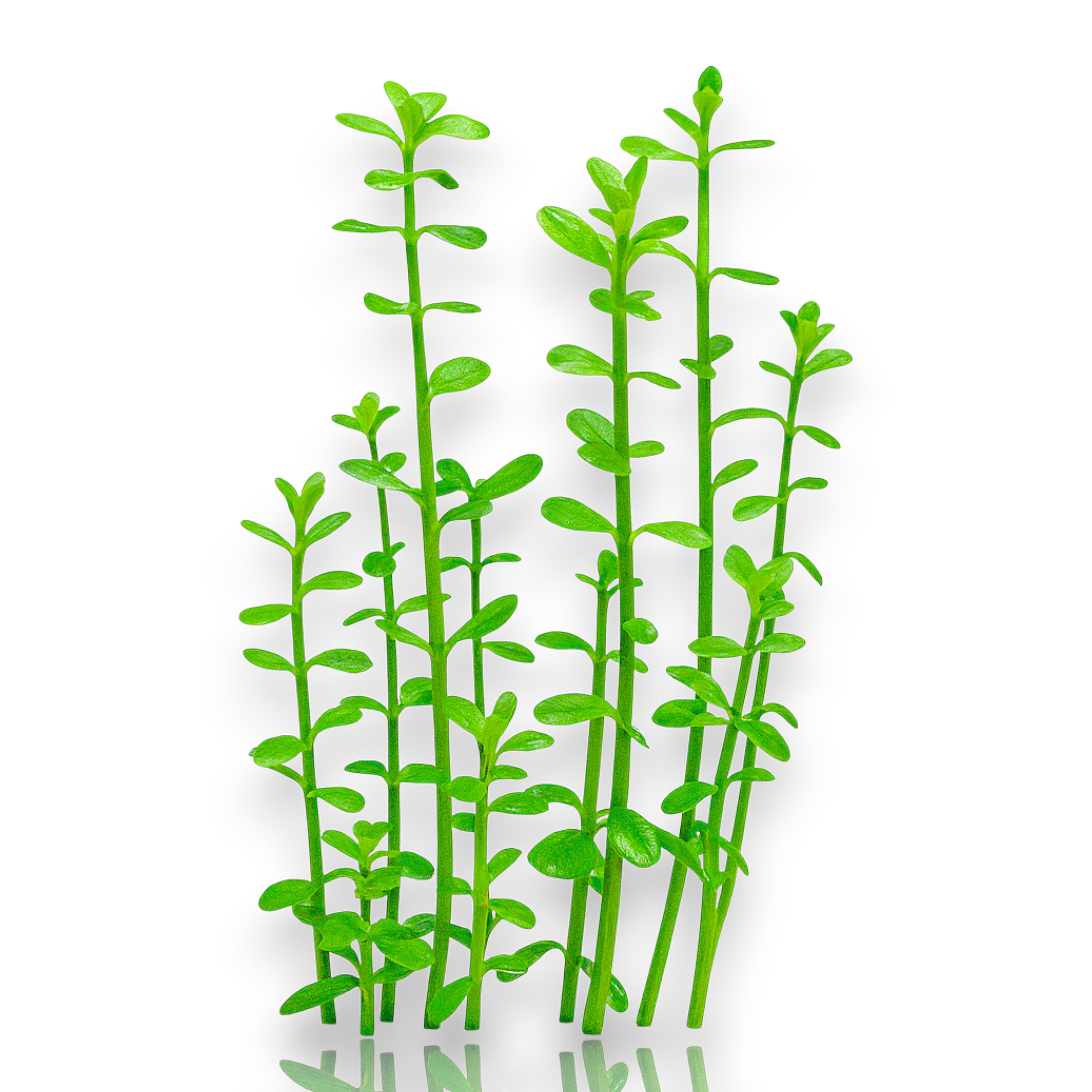 Live aquarium plant Bacopa monnieri Moneywort, easy stem plant for freshwater aquascaping