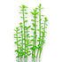 Live aquarium plant Bacopa monnieri Moneywort, easy stem plant for freshwater aquascaping