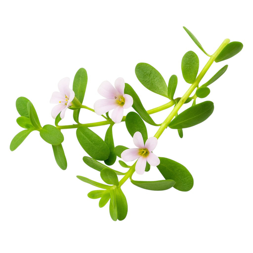 Bacopa monnieri aquarium plant with white flower, smooth round green leaves on white background – Aquarium Plants Factory