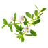 Bacopa monnieri aquarium plant with white flower, smooth round green leaves on white background – Aquarium Plants Factory