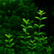 Bacopa monnieri 'Serrata' aquarium plant with slightly serrated green leaves in aquascape