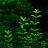 Bacopa monnieri 'Serrata' aquarium plant with slightly serrated green leaves in aquascape