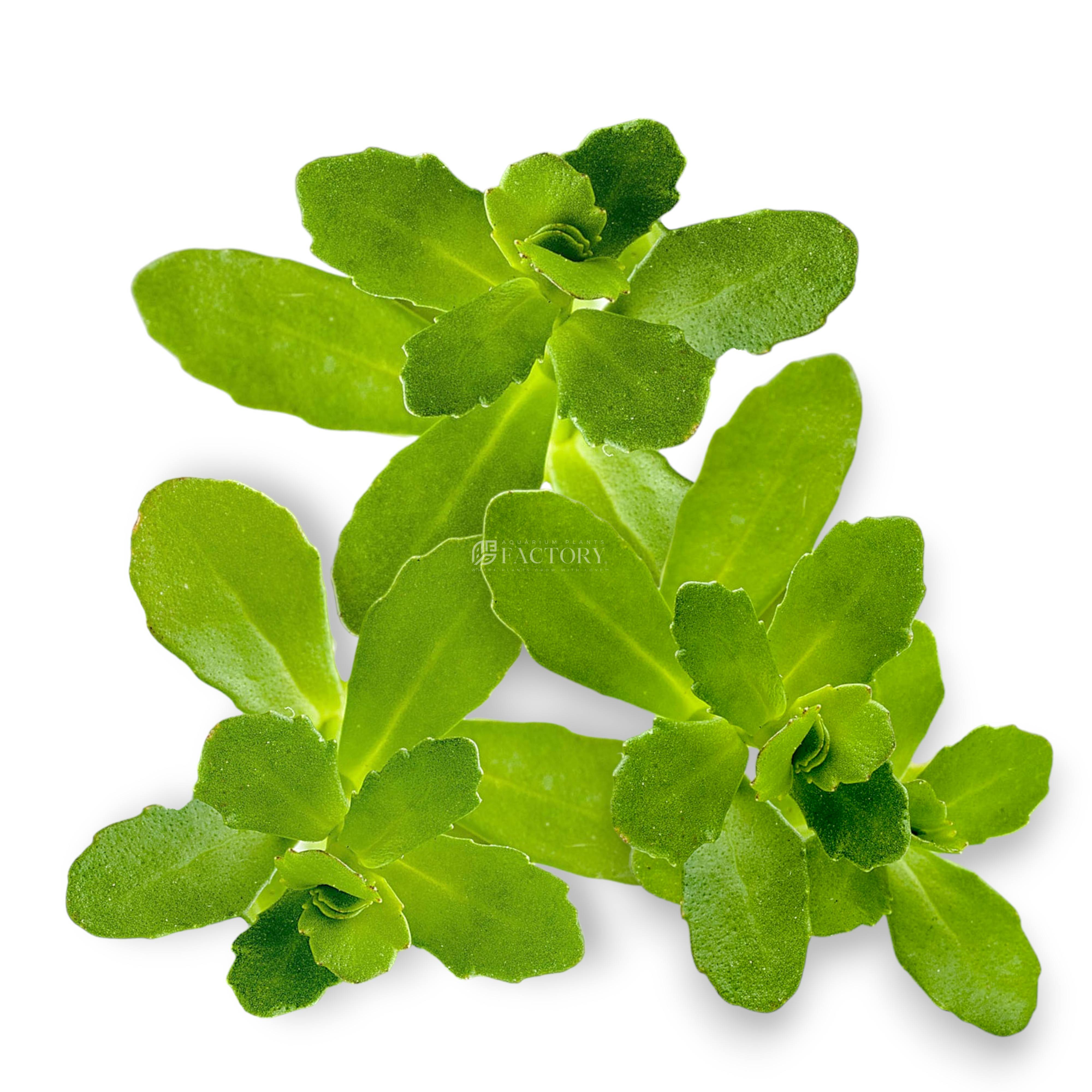 Close-up of Bacopa monnieri 'Serrata' stem plant showing textured foliage on white background