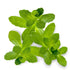 Close-up of Bacopa monnieri 'Serrata' stem plant showing textured foliage on white background