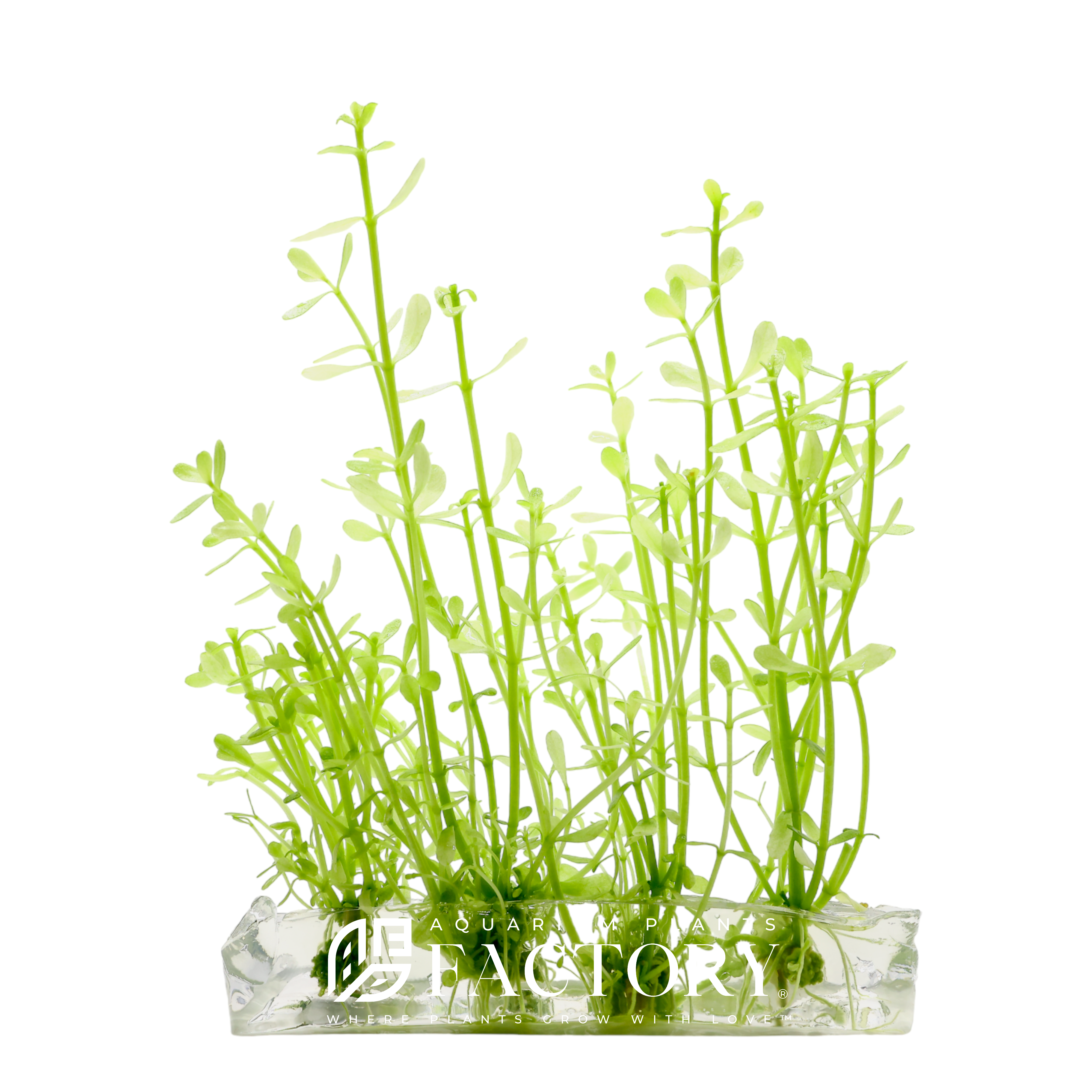 Bacopa monnieri 'White', offered in our exclusive Vitro Culture® bag, is a rare and visually striking form of Bacopa that features leaves ranging from soft green to creamy white with albino tones. This unusual coloration provides stunning contrast in any planted aquarium, especially when paired with deep green or red aquatic plants.
