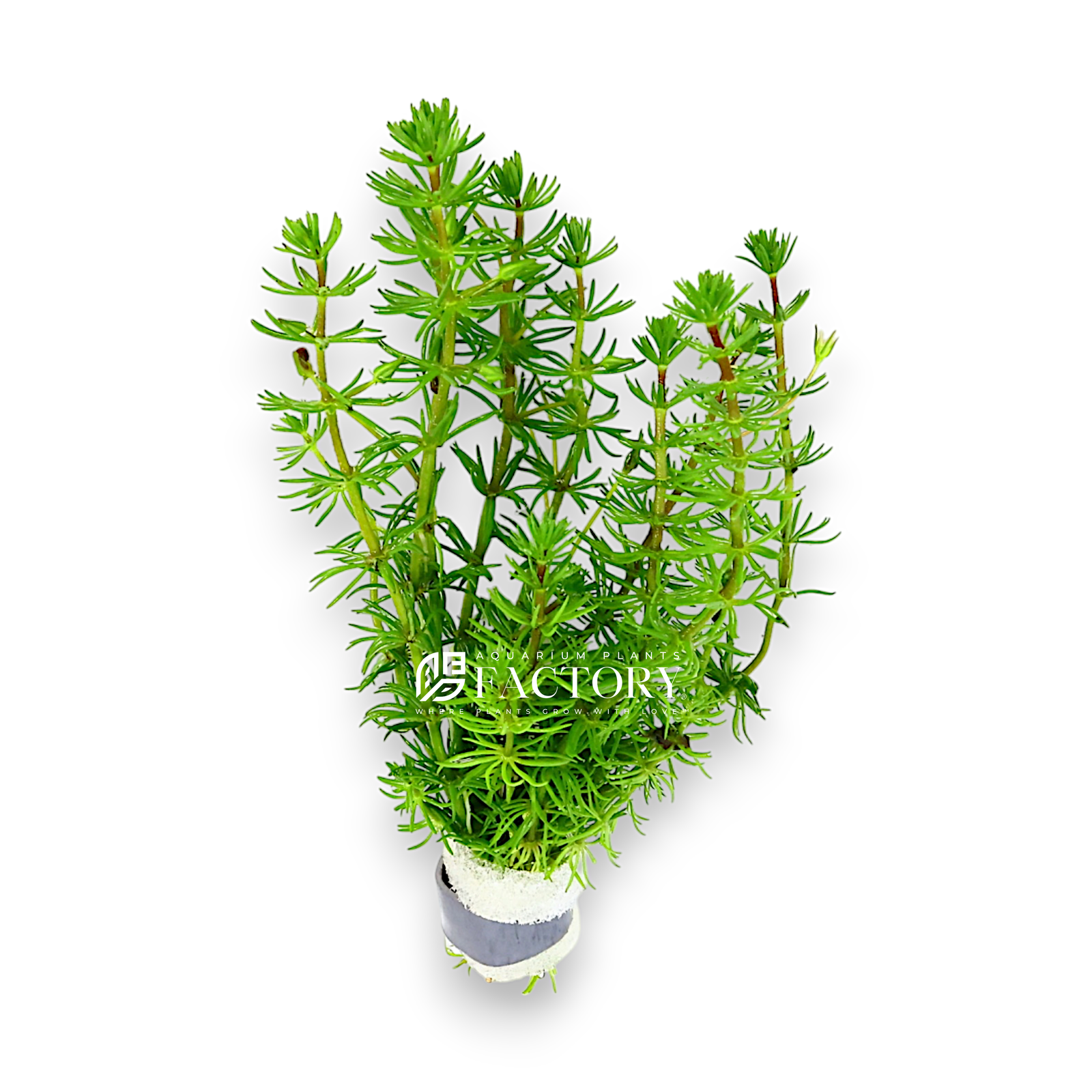 Bacopa Myriophylloides, also known as Water Milfoil Bacopa, is a striking aquatic plant that brings a unique charm to any aquarium. Renowned for its finely feathered, bright green foliage and vertical growth habit, this plant is perfect for aquascapers seeking to create a lush, dynamic underwater landscape. Easy to care for and highly adaptable, Bacopa Myriophylloides is suitable for both beginners and experienced aquarists.