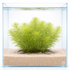 Bacopa myriophylloides submerged aquarium plant with fine bright green feathery leaves growing in sand substrate inside a clear glass aquascape tank with small decorative stones