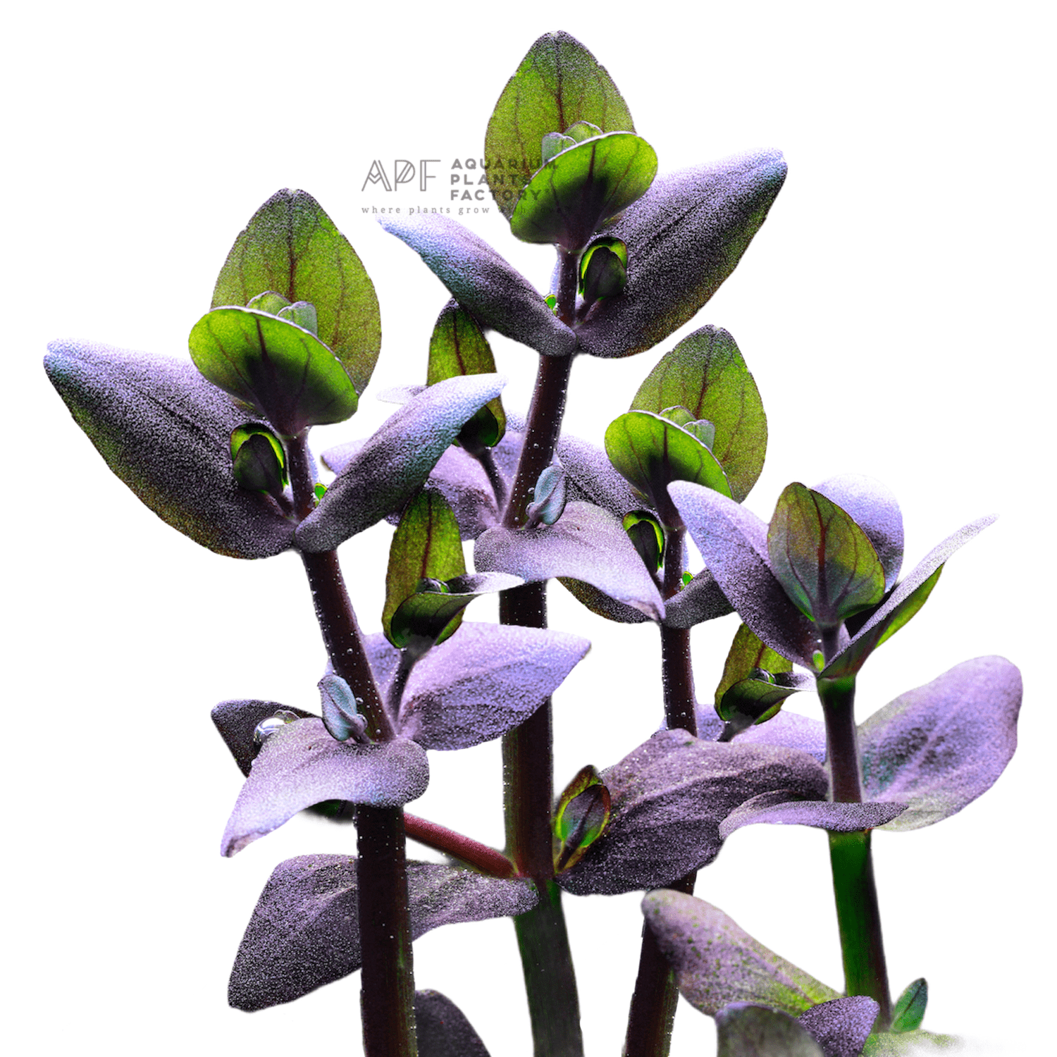 The Bacopa salzmannii 'Deep Purple' Singapore variety is a highly sought-after cultivar of the Bacopa salzmannii plant species, renowned for its decorative and functional significance in the realm of planted aquariums. This exceptional variant boasts a rich, profound magenta coloration that distinguishes it from the standard Bacopa salzmannii. 