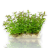 Close-up of Bacopa salzmannii 'Purple' showing delicate stems with small, rounded leaves in shades of green and vibrant purple, arranged in pairs along the stem, creating a colorful contrast in a planted aquarium setting.