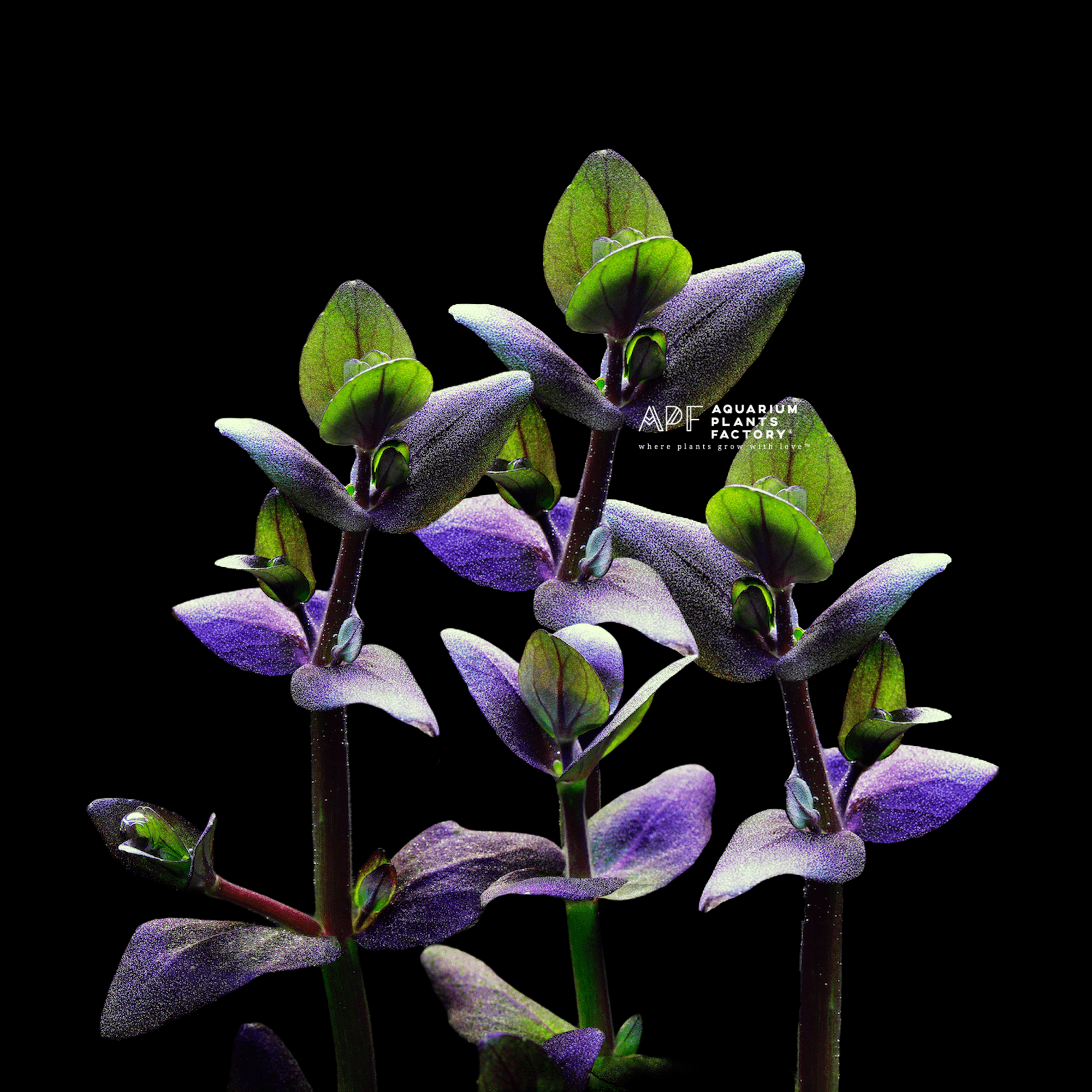 Underwater, the regular Bacopa Salzmannii shifts in color from pink to purple. In contrast, the Bacopa Salzmannii (Singapore Variant) consistently retains its purple or deep purple hue, whether submerged or not.