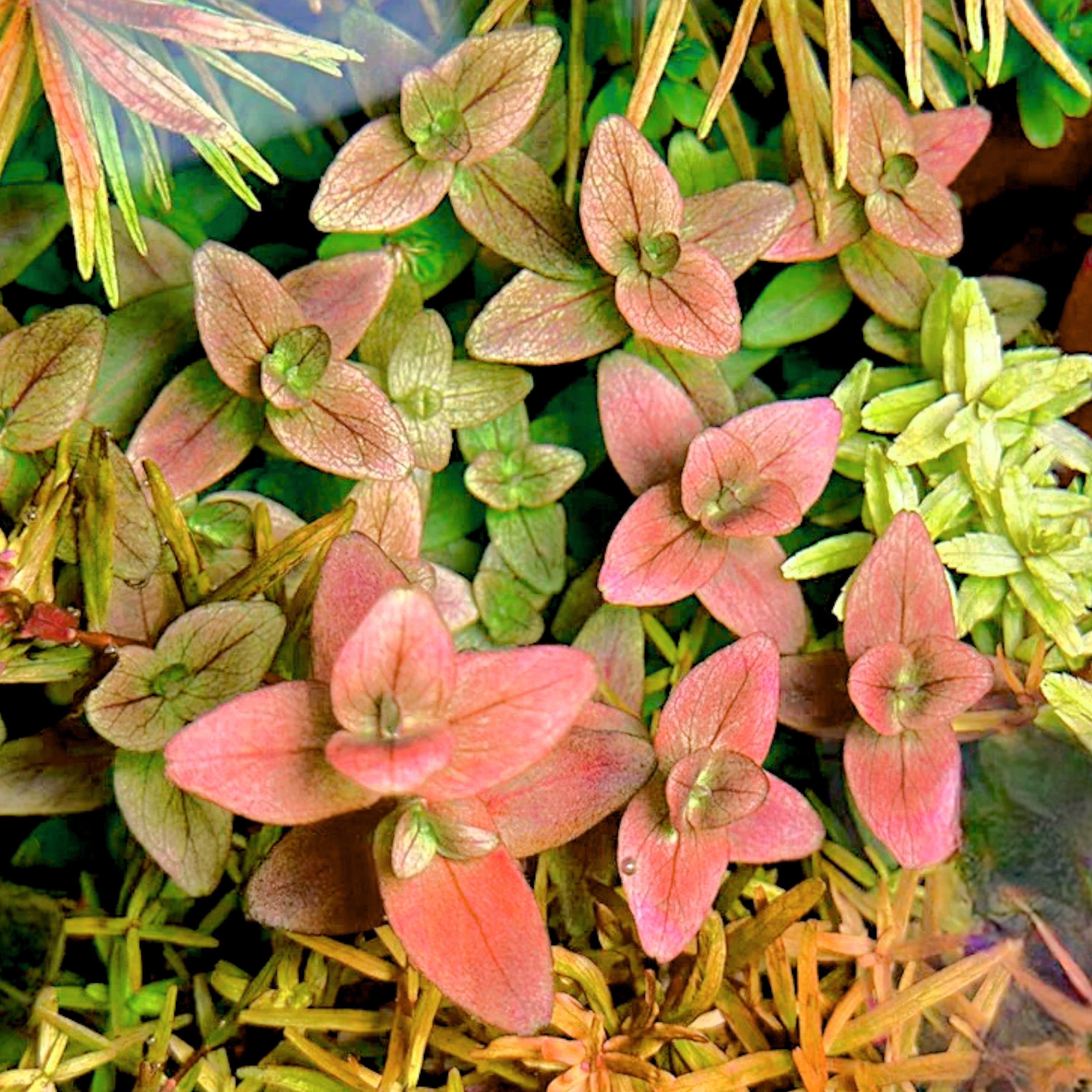 Bacopa salzmannii sp. Araguaia (‘Pink’) is a striking stem plant prized for its dynamic color transformation and clean, rounded leaf form. Grown emersed at our Aquarium Plants Factory nursery, it shows green foliage; once submerged, it develops light green to light orange tones that can deepen toward pink to purple under stronger light and dialed-in nutrients. This is a rare collector’s variety with fast growth and refined texture that stands out in mid-ground and background groupings.