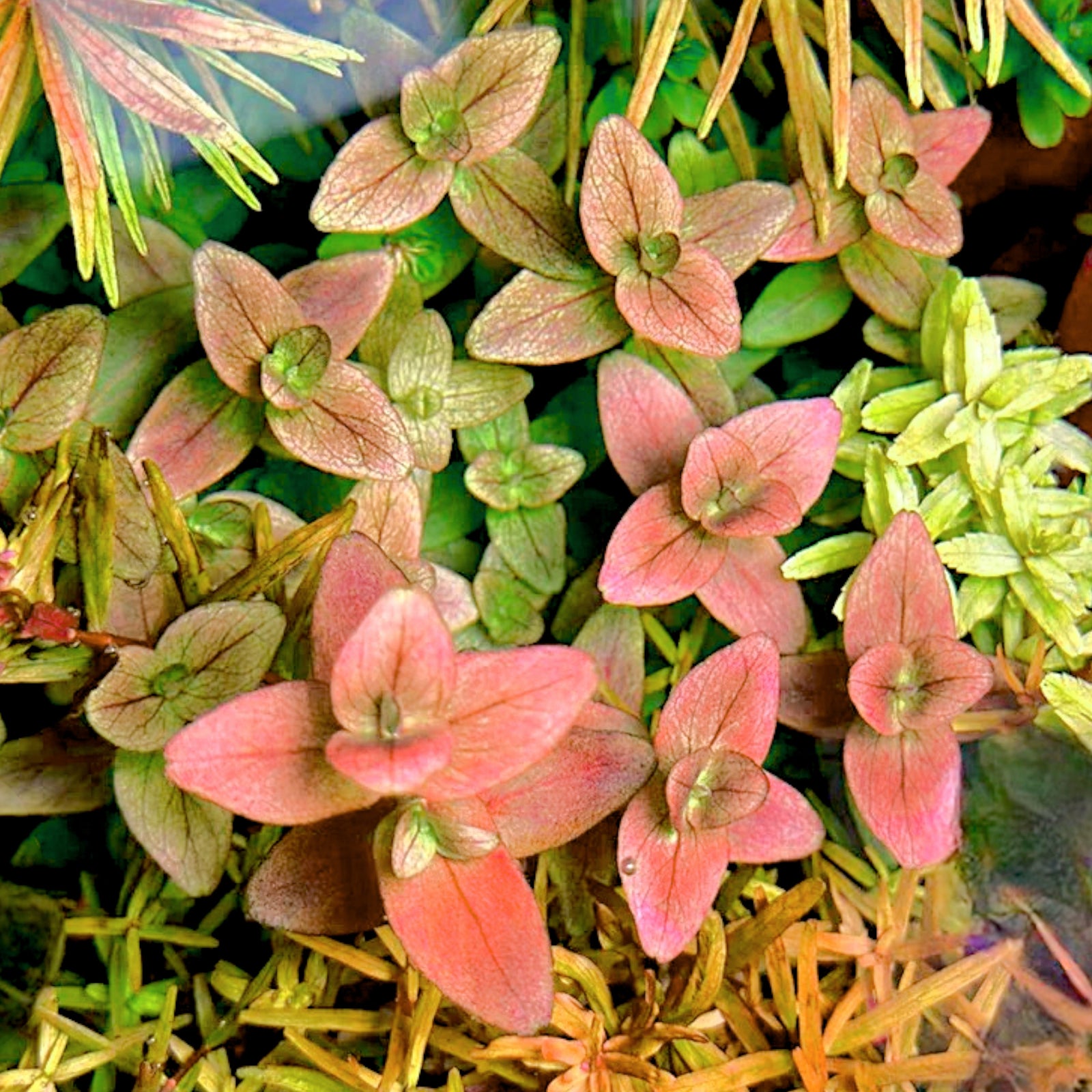 Bacopa salzmannii sp. Araguaia (‘Pink’) is a striking stem plant prized for its dynamic color transformation and clean, rounded leaf form. Grown emersed at our Aquarium Plants Factory nursery, it shows green foliage; once submerged, it develops light green to light orange tones that can deepen toward pink to purple under stronger light and dialed-in nutrients. This is a rare collector’s variety with fast growth and refined texture that stands out in mid-ground and background groupings.