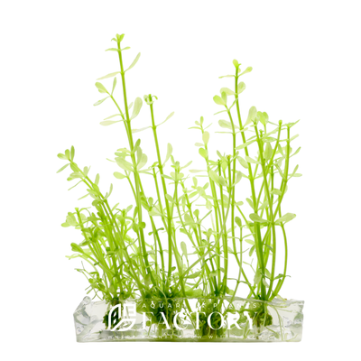 Bacopa Monnieri Platinum is a unique version of the popular Bacopa Monnieri plant used in aquariums. At Aquarium Plants Factory, we're among the first to offer this special type of plant. The original Bacopa Monnieri, also called Moneywort or Water Hyssop, is easy to look after and grows fast in many settings. But this new version, the Platinum, is not common. It's harder to take care of because it doesn't have the usual green color that helps it make food from sunlight.
