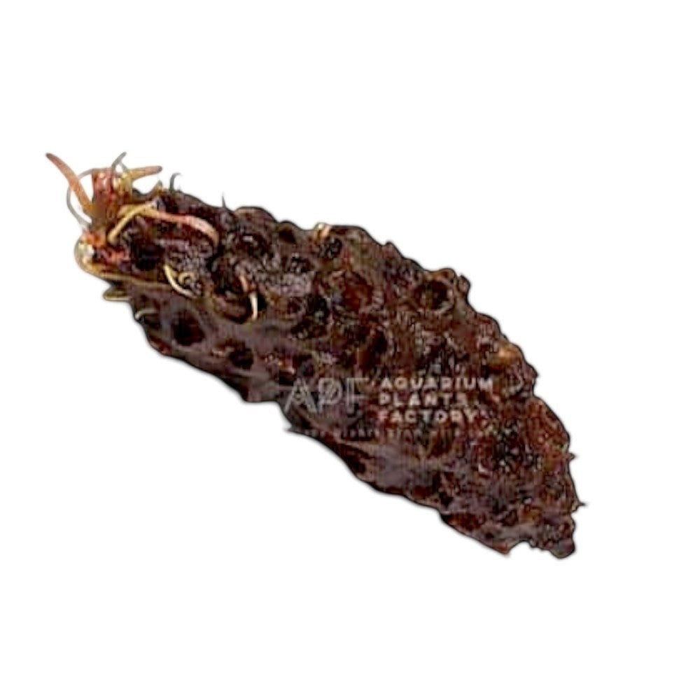 Barclaya Longifolia - Aquarium Plants Factory