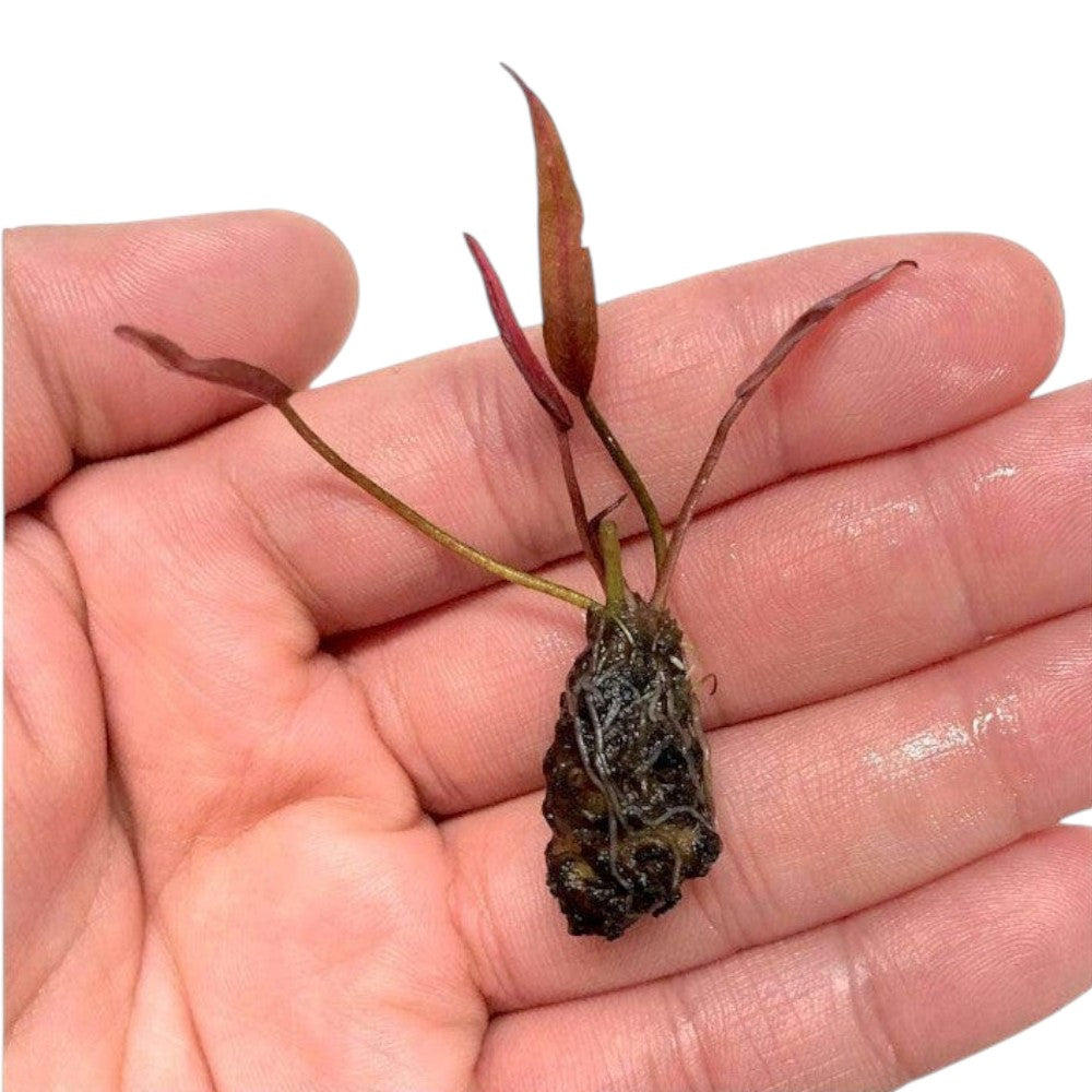Barclaya Longifolia - Aquarium Plants Factory