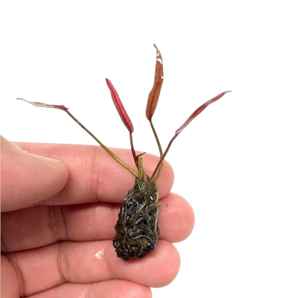 Barclaya Longifolia - Aquarium Plants Factory