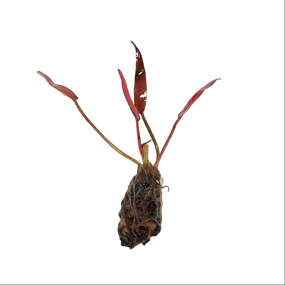 Barclaya Longifolia - Aquarium Plants Factory
