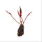 Barclaya Longifolia - Aquarium Plants Factory