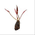 Barclaya Longifolia - Aquarium Plants Factory
