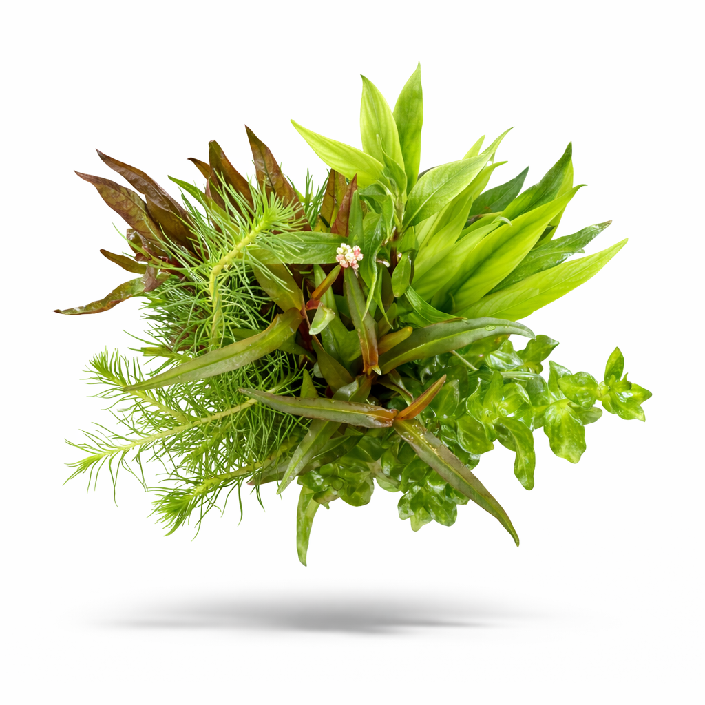 Assorted live aquarium plants bundle for beginners featuring easy low-light aquatic species including stem plants, rosette plants, and moss on a white background for planted aquariums.