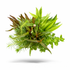 Assorted live aquarium plants bundle for beginners featuring easy low-light aquatic species including stem plants, rosette plants, and moss on a white background for planted aquariums.